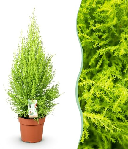 Cupressus Gold Crest Wilma - Conifera domestica - Bassa manutenzione - Verde - 85-95cm - Ø21cm - Pianta d'appartamento - Sempreverde