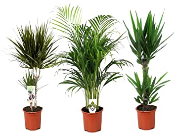 Plant in a Box - Zimmerpflanzen XL - 3er Mix - Palme - Areca, Dracaena, Yucca - Grüne Zimmerpflanzen - Topf 17cm - Höhe 70-90cm