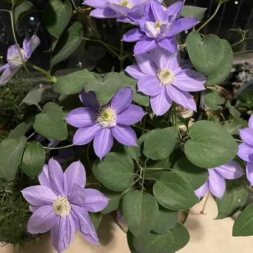 3 pcs Clematis Zwiebeln outdoor pflanzen bodendecker Clematis Winterhart Mehrjährig Zwiebeln winterharte stauden dauerblüher geschenk garten balkonpflanzen, winterharte kletterpflanzen