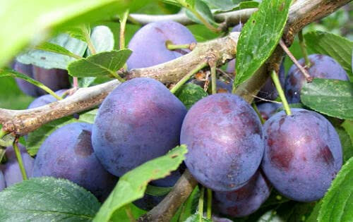Prugno pianta da frutta innestata di 2/3 anni susino in vaso da 5 litri MADE IN ITALY Vivaio di Castelletto