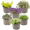 Bloomique - Lot de 6 - Sedum - Orpin - Plantes de jardin - Résistante au gel - Persistante - 10-15 cm de haut - Pot 14 cm