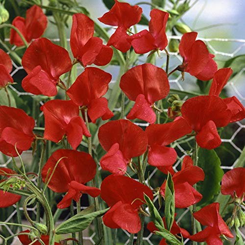 PISELLO ODOROSO ROSSO FUOCO NR.50 SEMI