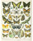 Artery8 Millot Natur Enzyklopädie Seite Schmetterlinge Motten Ungerahmter Druck 30x40 cm