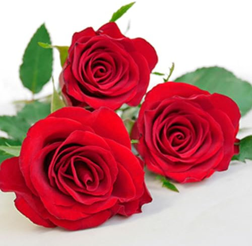 20 Servietten Rosen, Blumen, Gartenparty, Rot, Hochzeit, Basteln, Tischdeko, Decoupage, Serviettentechnik 33x33cm