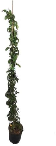 Planta natural Rosal Trepador, color Amarillo, 150-160 cm. Planta trepadora con floración abundante, ideal para muros y pérgolas, con aroma y color vibrante. Segura Garden.