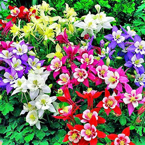 Eastbride Graines de rares,100 graines de ancolie à Double Fleur à Grande Fleur, graines de Fleurs de Jardin en Plein air vivaces,Fleur Graines