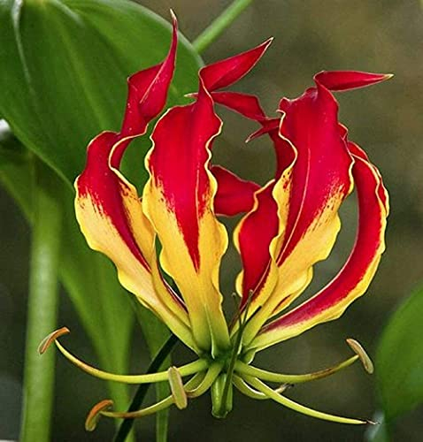 2Stücke Lily Bulbs- Flame Lilies Rote Flame Lily Bulbs Blumen Nicht Lily Seed Gloriosa Lily Gloriosa Flowers