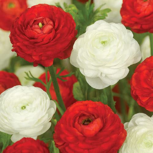 Ranunculus Peppermint Twist Ranunculus Duet (10 Bulbs)