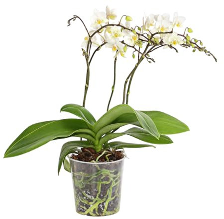 Dehner Schmetterlingsorchidee Wildflower, Phalaenopsis cultivars, weiße Blüten, 30-40 cm inkl. Pflanztopf, Ø Topf 12 cm, Zimmerpflanze