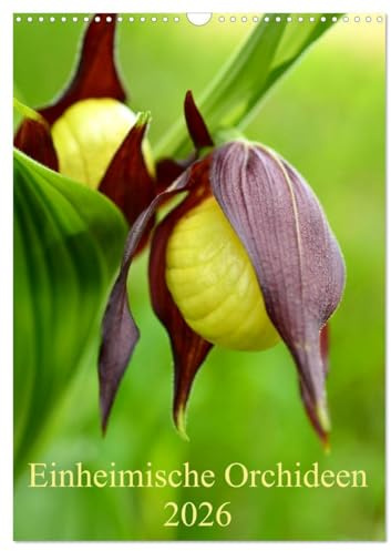 Einheimische Orchideen (Wandkalender 2026 DIN A3 hoch), CALVENDO Monatskalender: Die schönsten einheimischen Orchideen in Deutschland (CALVENDO Natur)