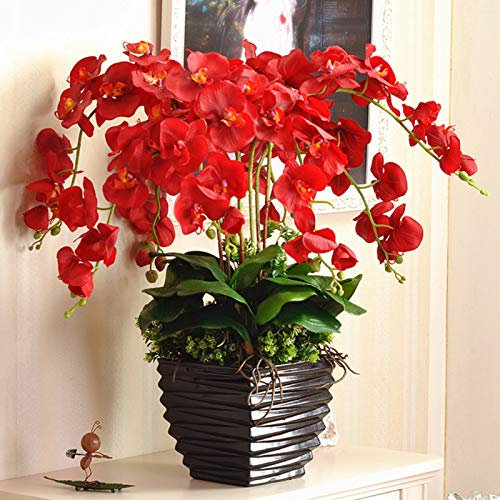100 semi di orchidea per casa, ufficio, giardino, finestra, Bonsai, colore rosso, per donne, uomini, bambini, principianti, giardinieri regalo