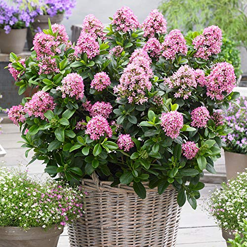 YouGarden Escallonia 'Pink Elle' in 2L Pot, Evergreen Flowing Pink, Potted Outdoor Garden Shrub, Plant 25-30cm Tall in Pot