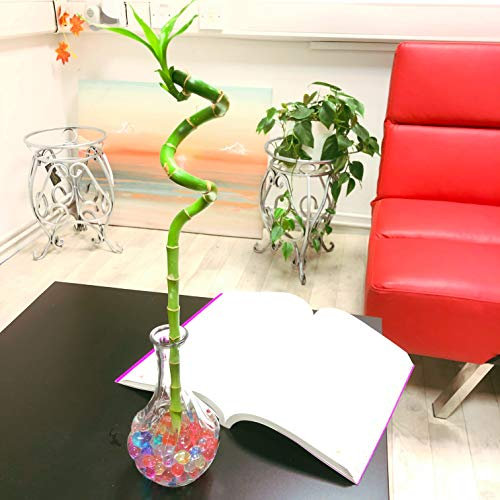 1 spirale en ruban de bambou cultivé dans un vase en verre transparent avec boules d'eau colorées pour votre maison Feng Shui