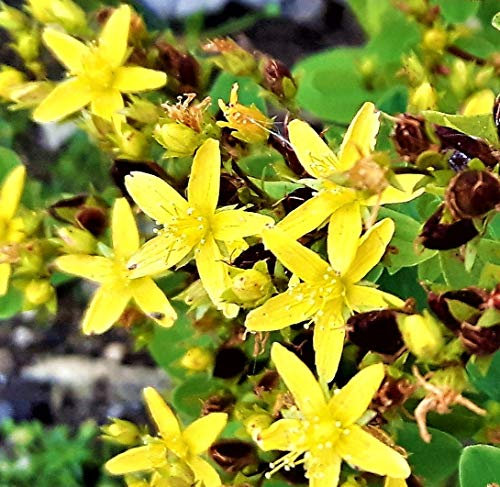 Hypericum tetrapterum (Square stem st Johns Wort) Gorgeous Little Pond Plant in 9cm Pot