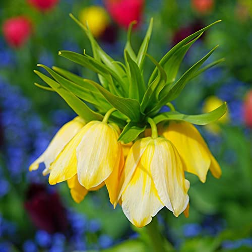 Kaiserkronen - Zwiebeln 8 Gelb Blumenzwiebeln MehrjäHrig Winterhart FrüHlingsblumen Zwiebeln Blumen Geschenk FrüHblüHer Zwiebeln Fritilaria Gartenpflanzen