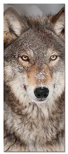 Pixxprint Glasbild Panorama, Wandbild aus Echtglas, Wachsamer Wolf, 120x50 cm, inkl. Aufhängung und Abstandshalter