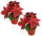 MODUDY 2 Stück Glitzernde Weihnachtsstern-Blumen, Topfpflanze, Weihnachtsstern, Buschblumenstrauß, Künstliche Weihnachtsblumen Im Topf (Rot)
