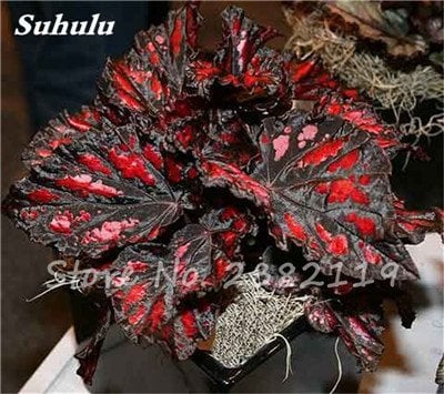 Hot 100 Pcs Beautiful Begonia Coleus blumei – Rare Colorful Flower Seeds Potted Begonia Plants for Garden Patio Coleus, 2: Seeds Only