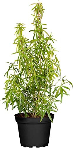Orangenblume Choisya ternata 'Aztec Pearl' im Topf gewachsen ca. 40-60cm