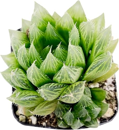 Zebra Cactus Haworthia Cooperii Succulent Plant in 7cm Pot
