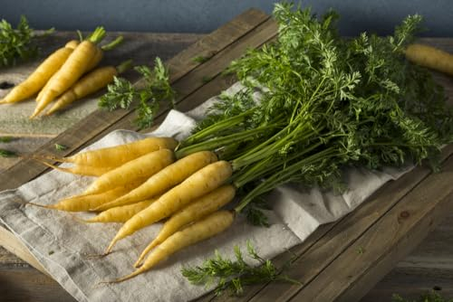 1000 Samen Gelbe Möhre Sorte Lobbericher Karotte Möhren Garten Gemüse Beet