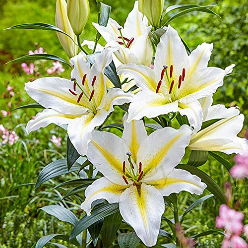 Orientalische Lilien Kollektion (2-6Pflanzen/Zwiebeln) Mix Von 3 Sorten Für Garten,3 Von Jeder Farbe,Lilien Zwiebeln Winterhart Mehrjährig,Garten Lilien Pflanzen (2Zwiebeln,B)