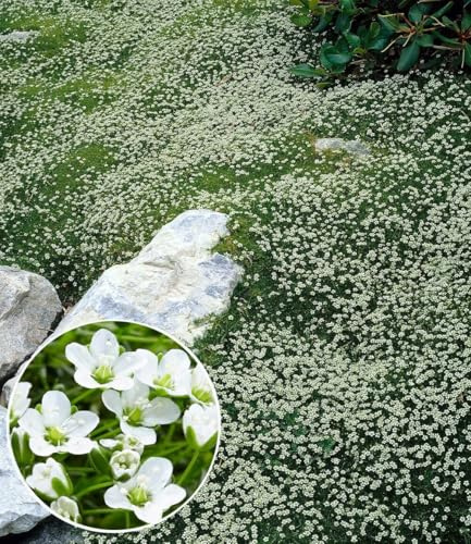 BALDUR Garten 15x Winterhartes Sternmoos, Pflanzen im 9x9 cm-Topf | immergrüner Bodendecker mit Sternblüten, bildet dichte Teppiche im Garten, pflegeleicht, winterhart, mehrjährig