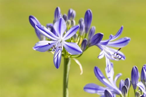Schmucklilie 'Jacaranda' ab 90 cm Topf Agapanthus Kübelpflanze mehrjährig | Agapanthus, blaue Blütendolden Juli bis August, sonnig bis halbschattig, Kübelpflanze, frosthart bis -5 °C