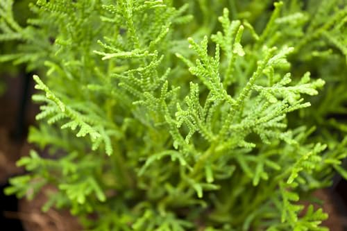 Thujopsis dolabrata 'Nana' - Zwerg-Hiba-Lebensbaum, Immergrün, Winterhart, 80-100 cm, Gartenpflanze