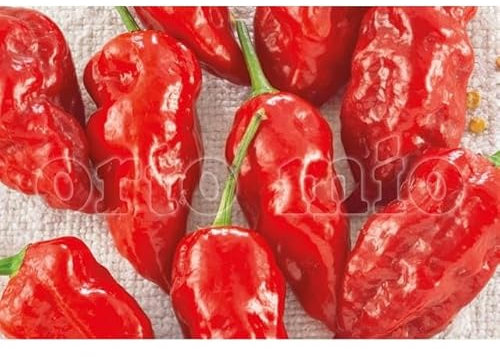 Pianta vera di Peperoncino piccante Naga Morich rosso - Diametro Vaso Ø 14 cm