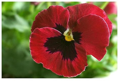Stk - 25x Stiefmütterchen Schweizer Riesen Abendro Garten Pflanzen - Samen KS227 - Seeds & Plants Shop by Ipsa