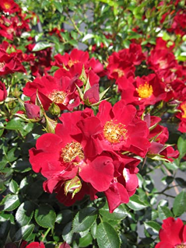 Rosa Bienenweide Rot ® - Beetrose Bienenweide Rot® - Tantau Rose