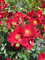 Rosa Bienenweide Rot ® - Beetrose Bienenweide Rot® - Tantau Rose