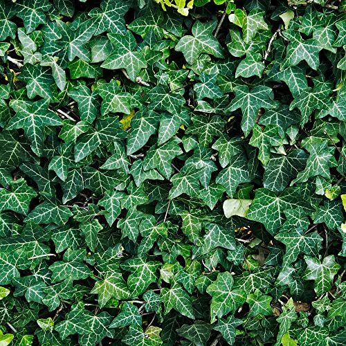 GardenersDream Hedera Helix - Gemeiner Efeu Winterhart - Kletterpflanzen Winterhart Immergrün - Bodendecker Mehrjährig