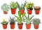 GardenersDream 10x Mixed Succulent Cactus House Plants with Plant Care Guide - Real Air Purifying Indoor Plants for Desks, Shelves, and Windowsills - Great Gift for Plant Lovers (5-15cm incl. Pot)