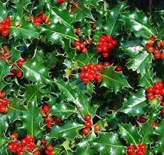 SVI 20pcs arbre Ilex Aquifolium 20 graines