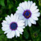 35 pcs Osteospermum ecklonis samen pflanzensamen blumendeko flowers hochbeett deko pflanze bienen wiese blumenwiese samen pflanzenkübel exotische zimmerpflanzen kleines geschenk für