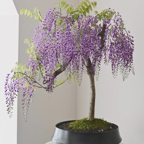 120 pcs Blauregen Samen, Wisteria sinensis bonsai tree, balkonpflanzen, kletterpflanzen seeds Blauregen Pflanze Winterhart Samen Blumen, Hochbeet Geschenk Garten, Pflanzen Samen Indoor
