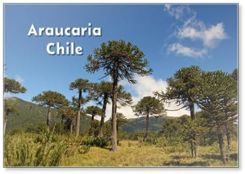 Aimant de réfrigérateur Araucaria du Chili
