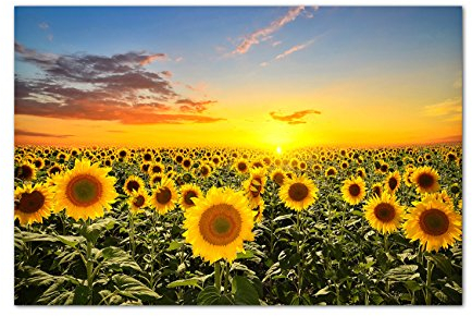 Panoramabild 120x80 cm - Sonnenblumen-Feld Helianthus beim Sonnenuntergang unter blauem Himmel! Tolle Farben! - Bild auf Keilrahmen modern stilvoll - Bilder und Dekoration