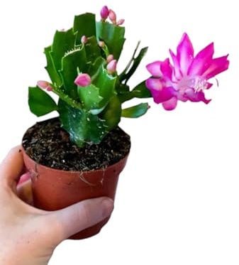pianta vera di Schlumbergera truncata fiore fuksia Schlumbergera bridgesii cactus di Natale fucsia pianta grassa pendente succulente fiorite