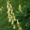6 x Nördlicher Garten Eisenhut - Aconitum Septentrionale 'Ivorine' Topf 9x9cm: Weiße Blüten im Nordgarten.