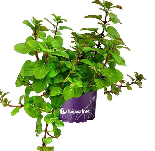 Orangen Minze Kräuterpflanze Mentha x piperita 1stk.