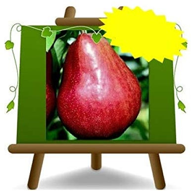 poirier poires William rouge plante fruitière vieux sur un pot de 20 max 170 cm - 2 ans
