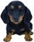 Vivid Arts - Pet Pals Schwarz-Brauner Dackel für Welpen, Haus oder Garten, Dekoration (PP-DACH-F)
