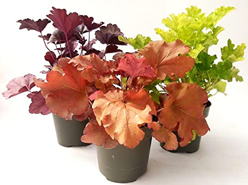 POWERS TO FLOWERS - HEUCHERA ORANGE, PURPLE e LIME, 3 PIANTE, piante vere