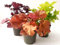POWERS TO FLOWERS - HEUCHERA ORANGE, PURPLE e LIME, 3 PIANTE, piante vere