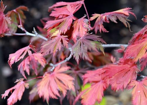 Japanischer Ahorn Ac. japonicum Aconitifolium Pflanze 45-50cm jap. Feuerahorn