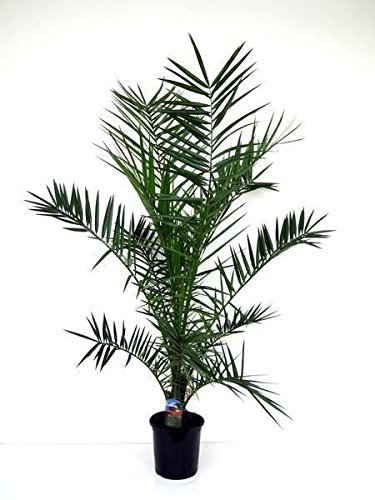 Phoenix canariensis Palm Tree 70-80cm Tall Approx. Canary Island Date Palm