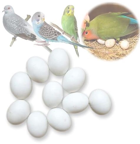 Lot de 10 œufs en plastique solide pour perroquet à éclosion de remplacement pour guider les oiseaux pour arrêter la ponte, 10 pièces (M)